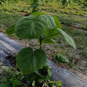 Paulownia en France