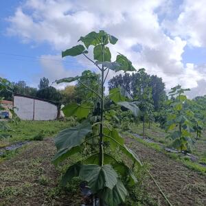 Paulownia en France