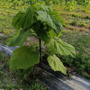 Paulownia en France