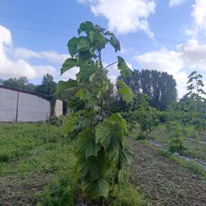 Paulownia en France