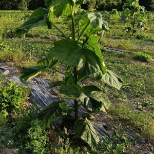 Paulownia en France