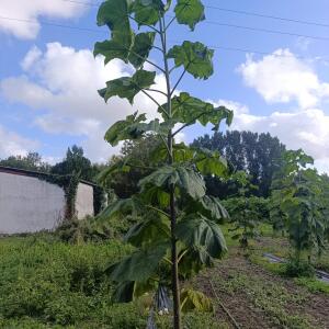 Paulownia en France