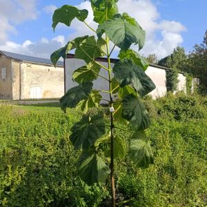 Paulownia en France