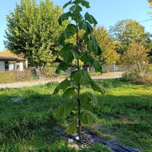 Paulownia en France - 17 October 2025