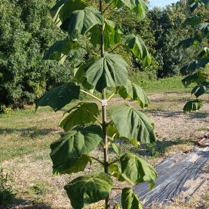 Paulownia en France