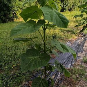 Paulownia en France
