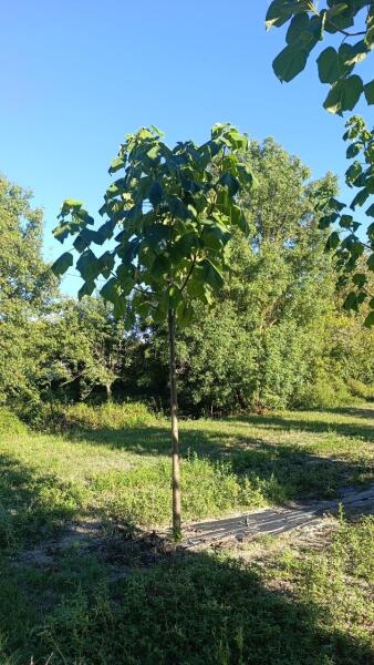 Tree #1347