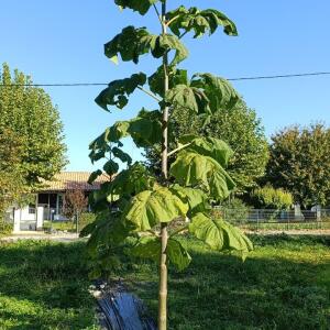 Paulownia en France - 17 October 2025