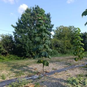 Paulownia en France