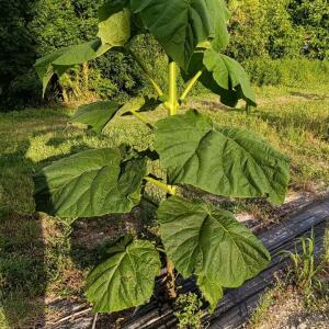 Paulownia en France