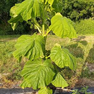 Paulownia en France
