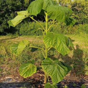 Paulownia en France
