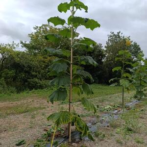 Paulownia en France