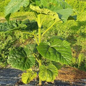 Paulownia en France