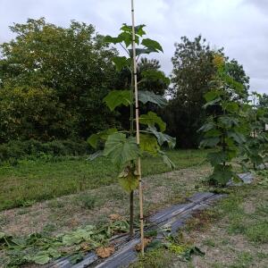 Paulownia en France
