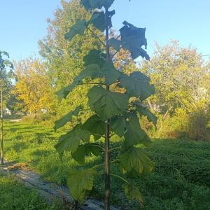 Paulownia en France - 17 October 2025