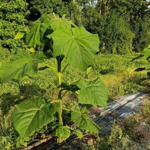 Paulownia en France