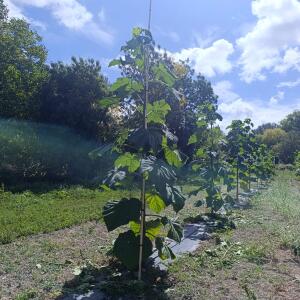 Paulownia en France