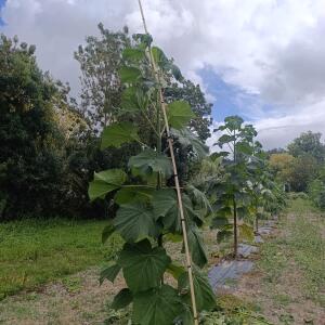 Paulownia en France