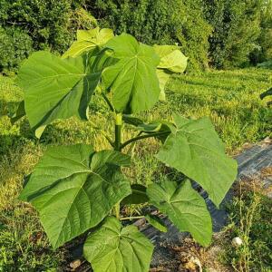 Paulownia en France