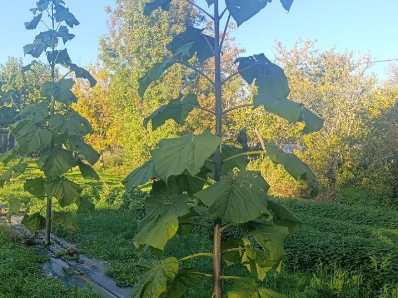 Paulownia en France