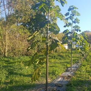 Paulownia en France