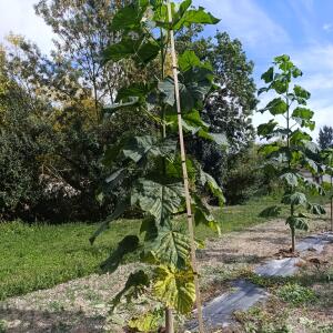 Paulownia en France