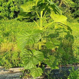 Paulownia en France