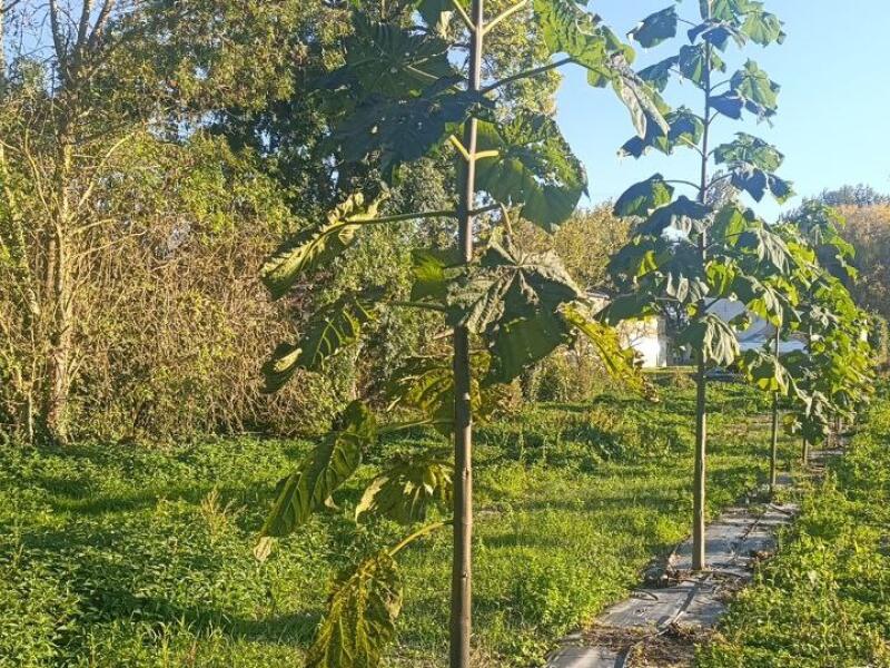 Paulownia en France