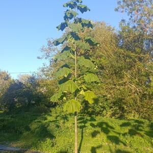 Paulownia en France
