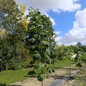Paulownia en France