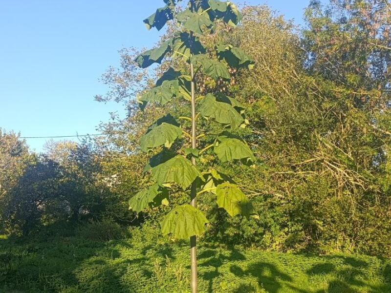 Paulownia en France
