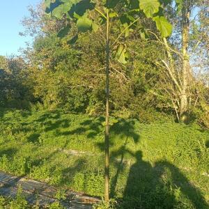 Paulownia en France - 17 October 2025