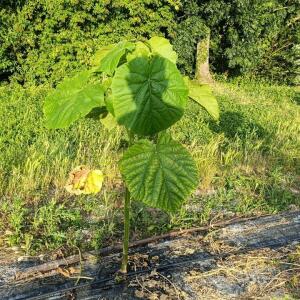 Paulownia en France