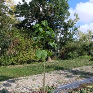Paulownia en France