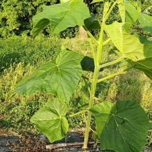 Paulownia en France