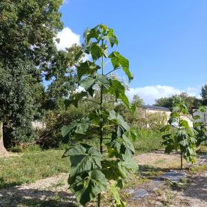 Paulownia en France