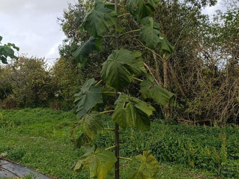 Paulownia en France
