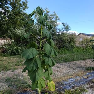 Paulownia en France