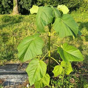 Paulownia en France
