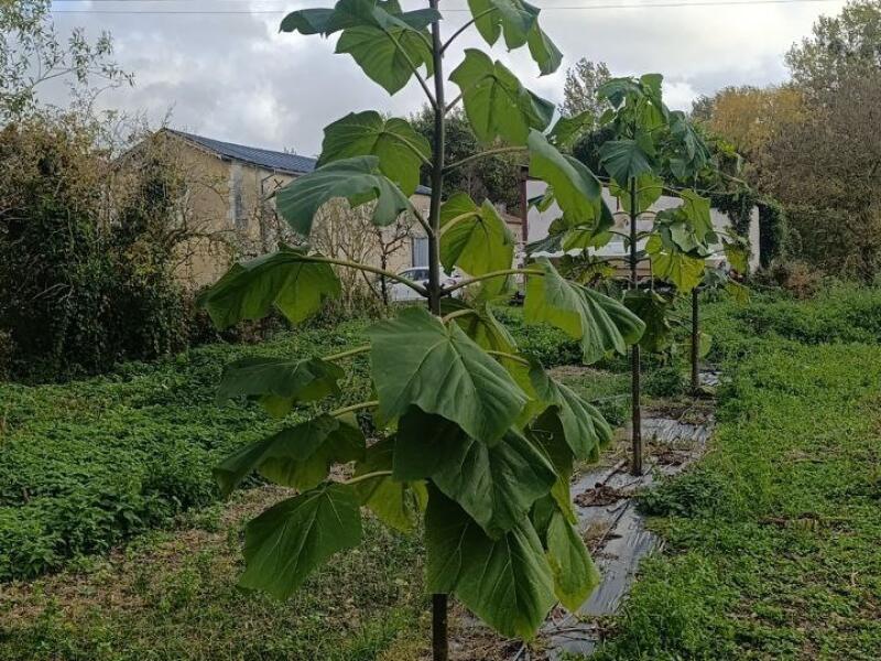 Paulownia en France