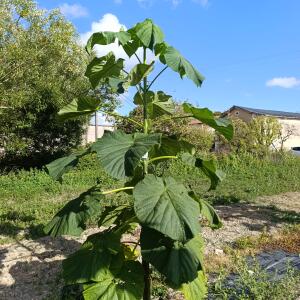 Paulownia en France