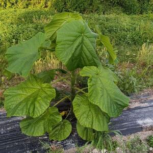 Paulownia en France