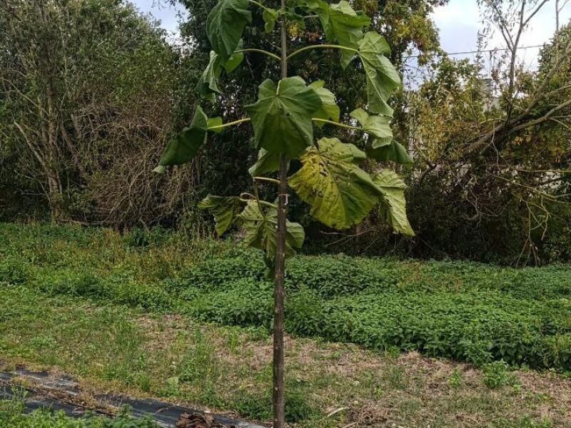 Paulownia en France