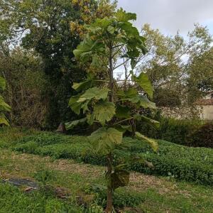 Paulownia en France