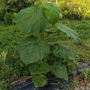 Paulownia en France