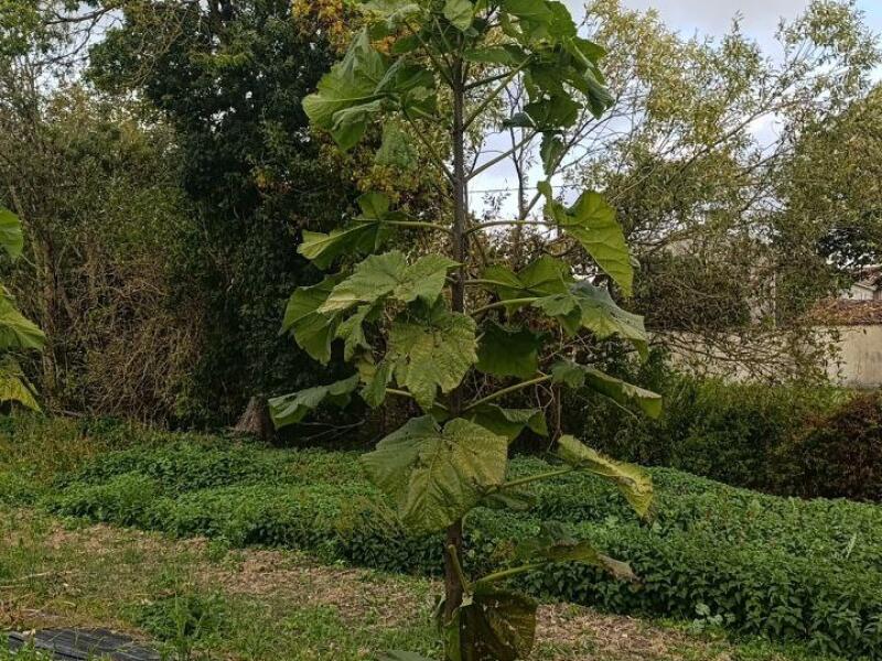 Paulownia en France