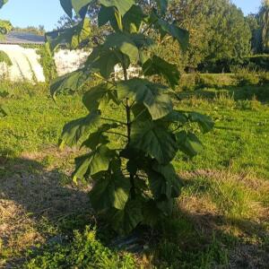 Small first plantation - 9 October 2025