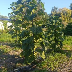 Small first plantation - 9 October 2025