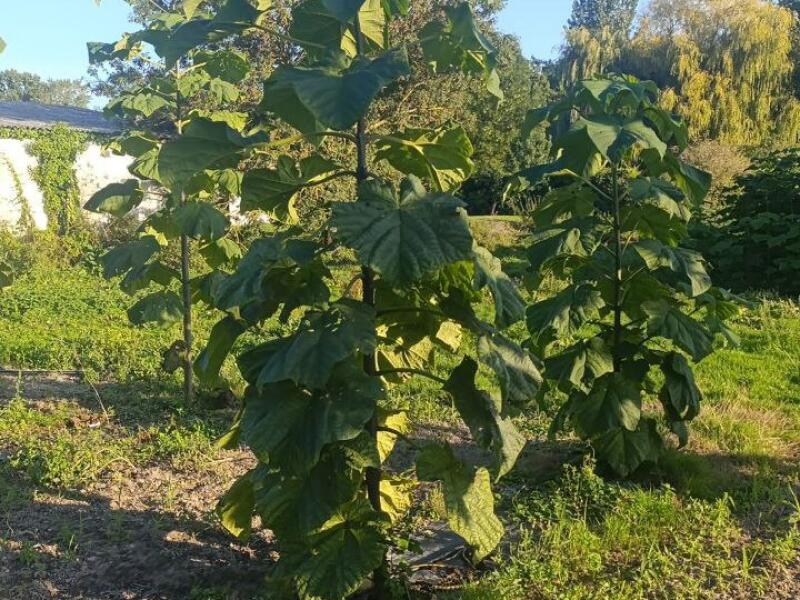 Small first plantation